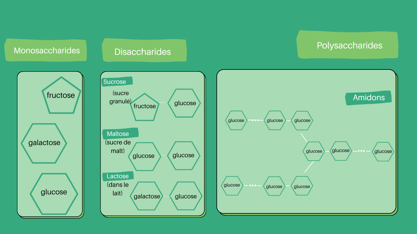 Types des glucides, p. ex. monosaccharides, disaccharides, et polysaccharides