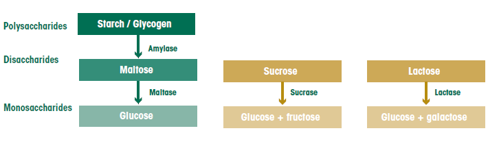Breakdown of starches into different single unit sugars