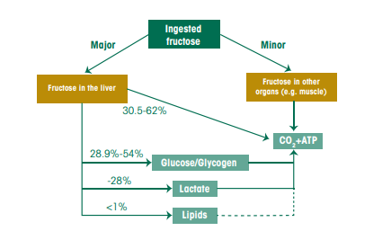 Acute metabolic fate of fructose in the body within 6 hours of ingesting 50-150 grams of fructose